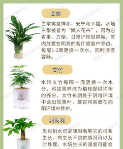 水培花卉有哪些,常见品种推荐,新手入门指南 水培花卉有哪些,常见品种推荐,新手入门指南