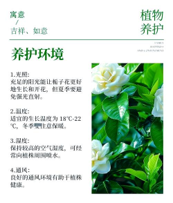 栀子花怎么养殖方法,新手入门指南,轻松养出好状态 栀子花怎么养殖方法,新手入门指南,轻松养出好状态