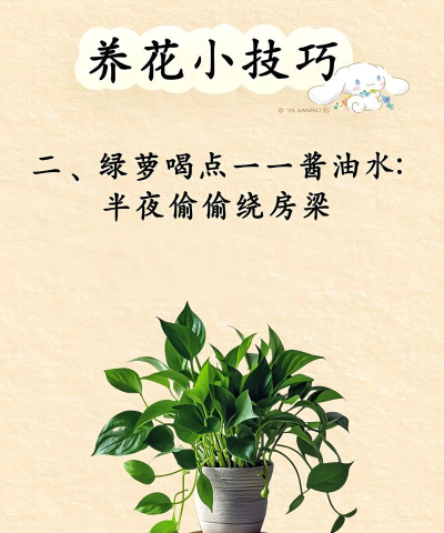 养花安卓,新手入门指南,轻松掌握技巧 养花安卓,新手入门指南,轻松掌握技巧