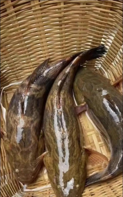 笋壳鱼养殖方法,掌握关键技巧,提升养殖效益 笋壳鱼养殖方法,掌握关键技巧,提升养殖效益