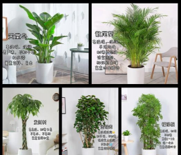 客厅花卉植物,点亮家居氛围,提升生活品质 客厅花卉植物,点亮家居氛围,提升生活品质
