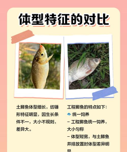 鲫鱼的养殖技术,掌握关键要点,实现高效养殖 鲫鱼的养殖技术,掌握关键要点,实现高效养殖