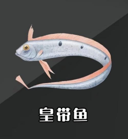 带鱼有养殖的吗,养殖技术难点,市场供应现状 带鱼有养殖的吗,养殖技术难点,市场供应现状