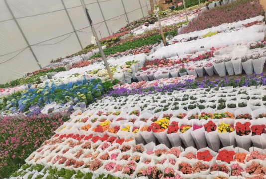 花卉交易市场,挑选心仪植物,避开常见陷阱 花卉交易市场,挑选心仪植物,避开常见陷阱