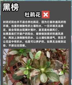 广州养花,气候条件特殊,新手入门指南 广州养花,气候条件特殊,新手入门指南