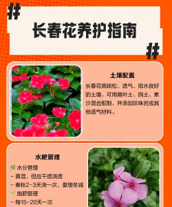 长春花卉,品种选择,养护要点 长春花卉,品种选择,养护要点