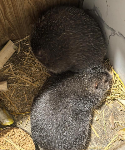 竹鼠的养殖技术,掌握关键要点,实现高效养殖 竹鼠的养殖技术,掌握关键要点,实现高效养殖