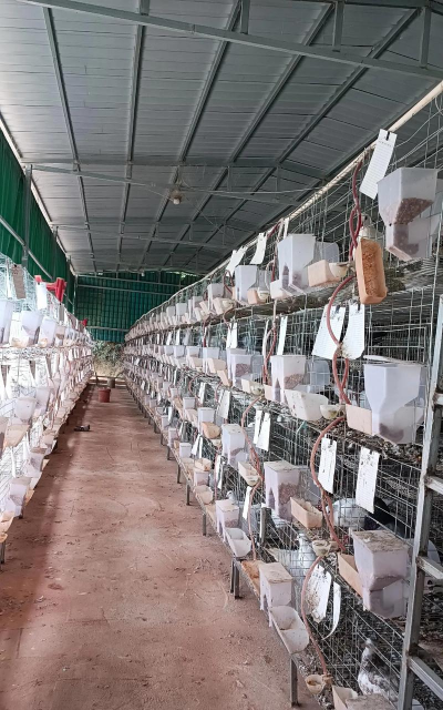 肉鸽的养殖技术,掌握关键要点,实现高效养殖 肉鸽的养殖技术,掌握关键要点,实现高效养殖