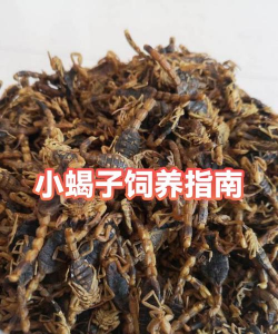 西安蝎子养殖,技术要点,市场前景 西安蝎子养殖,技术要点,市场前景