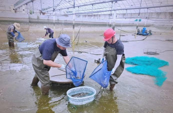 南美白对虾工厂化养殖,提升养殖效率,实现稳定收益 南美白对虾工厂化养殖,提升养殖效率,实现稳定收益