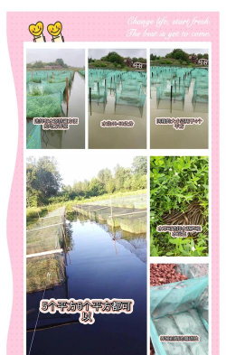 鳝鱼养殖网箱,搭建技巧,养殖要点 鳝鱼养殖网箱,搭建技巧,养殖要点