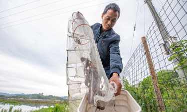 稻田养殖小龙虾技术,掌握关键步骤,实现生态双赢 稻田养殖小龙虾技术,掌握关键步骤,实现生态双赢