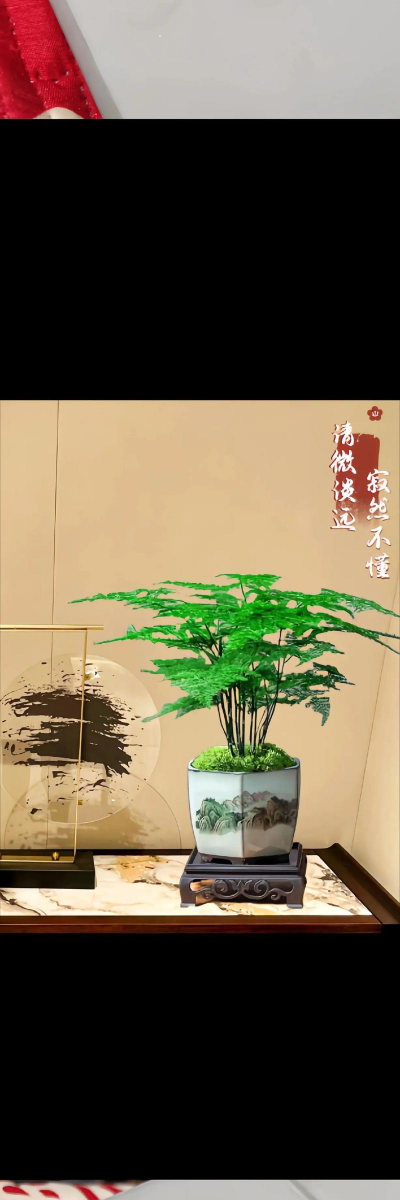 云竹的养殖方法,轻松上手,四季常青 云竹的养殖方法,轻松上手,四季常青