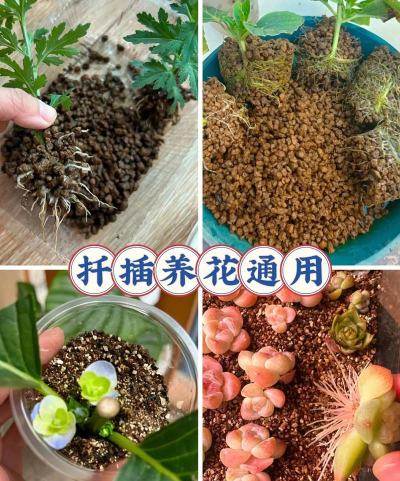 养花用的蛭石是什么,了解它的作用,掌握正确用法 养花用的蛭石是什么,了解它的作用,掌握正确用法