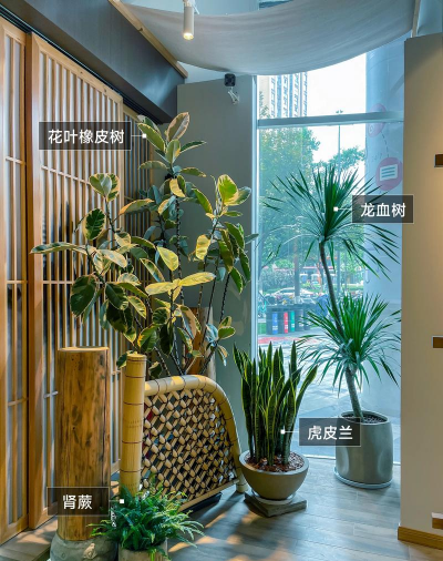 室内花卉大全,新手入门指南,轻松打造绿意空间 室内花卉大全,新手入门指南,轻松打造绿意空间