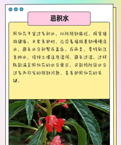 室内养花要注意什么,新手常犯错误,实用避坑指南 室内养花要注意什么,新手常犯错误,实用避坑指南