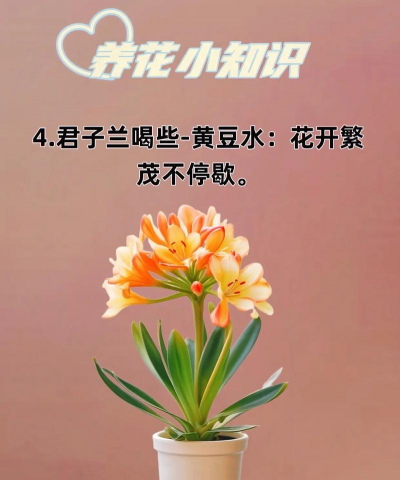 养花怪招,轻松搞定,新手也能变高手 养花怪招,轻松搞定,新手也能变高手