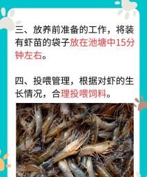 南美对虾养殖成本,投入与产出分析,新手必看指南 南美对虾养殖成本,投入与产出分析,新手必看指南