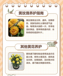 黄楼花卉,选购技巧,养护要点 黄楼花卉,选购技巧,养护要点