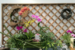 花卉小品,点亮生活角落,增添自然情趣 花卉小品,点亮生活角落,增添自然情趣