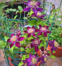 药片养花,简单实用,效果明显 药片养花,简单实用,效果明显