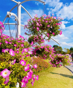 美丽的花卉,点亮生活空间,带来愉悦心情 美丽的花卉,点亮生活空间,带来愉悦心情