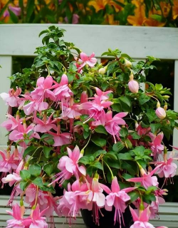 倒挂金钟的养殖方法,掌握关键技巧,轻松养出繁花 倒挂金钟的养殖方法,掌握关键技巧,轻松养出繁花