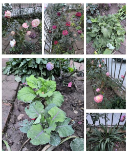 耐寒花卉有哪些,适合北方种植,推荐这几种 耐寒花卉有哪些,适合北方种植,推荐这几种