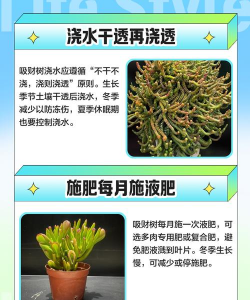 吸财树的养殖方法,轻松上手,避免常见误区 吸财树的养殖方法,轻松上手,避免常见误区