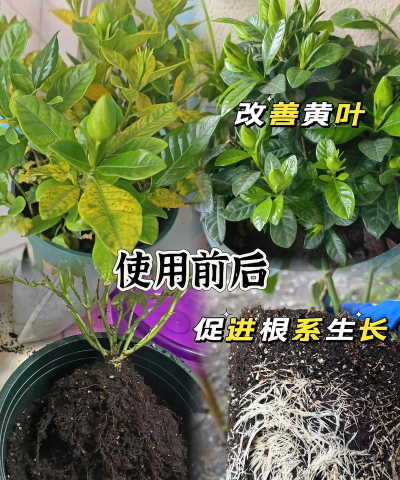 磷肥养花,促进开花,提升植物健康 磷肥养花,促进开花,提升植物健康