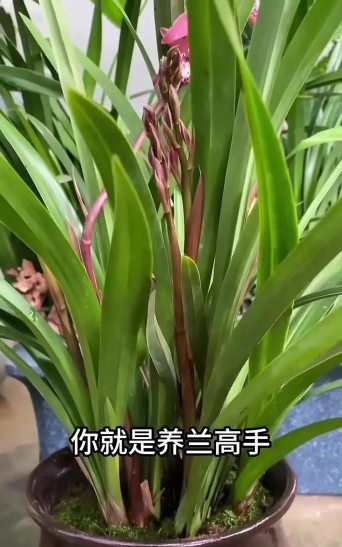 兰花养殖方法和注意事项,掌握关键技巧,轻松养好兰花 兰花养殖方法和注意事项,掌握关键技巧,轻松养好兰花