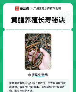 黄鳝养殖培训班,掌握核心技术,实现高效养殖 黄鳝养殖培训班,掌握核心技术,实现高效养殖