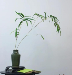 养花竹子,轻松上手,美化家居环境 养花竹子,轻松上手,美化家居环境