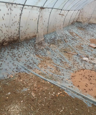 云南蚂蚱养殖基地,实地探访,分享真实经验 云南蚂蚱养殖基地,实地探访,分享真实经验