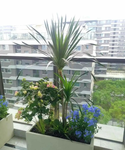 室内养花图片,美化家居环境,提升生活品质 室内养花图片,美化家居环境,提升生活品质