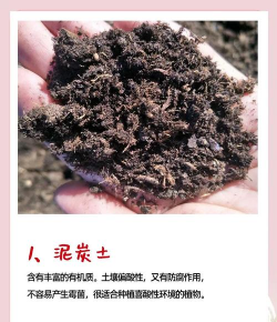 养花最好的土,选对是关键,轻松养好花 养花最好的土,选对是关键,轻松养好花