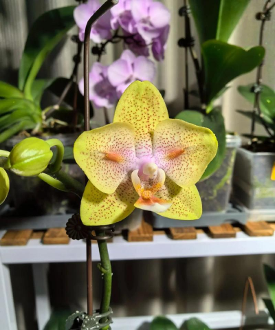 海绵宝宝可以养花吗,轻松养花技巧,新手也能学会 海绵宝宝可以养花吗,轻松养花技巧,新手也能学会