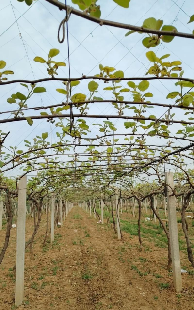 猕猴桃的养殖方法,掌握关键技巧,轻松收获果实 猕猴桃的养殖方法,掌握关键技巧,轻松收获果实