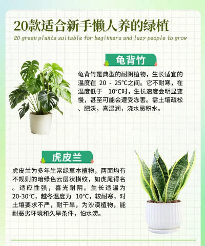 小盆栽花卉,新手入门指南,轻松养出好状态 小盆栽花卉,新手入门指南,轻松养出好状态