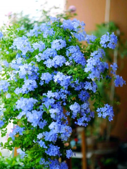 耐高温花卉,轻松度夏,打造清凉花园 耐高温花卉,轻松度夏,打造清凉花园