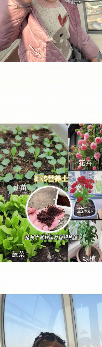 椰砖养花,改善土壤透气,提升植物生长 椰砖养花,改善土壤透气,提升植物生长