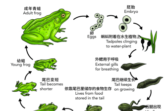 青蛙养殖周期,了解生长阶段,掌握关键节点 青蛙养殖周期,了解生长阶段,掌握关键节点