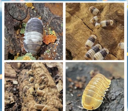 鼠妇养殖视频,养殖方法详解,新手入门指南 鼠妇养殖视频,养殖方法详解,新手入门指南