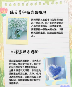 花卉满天星,养护方法简单,新手也能轻松上手 花卉满天星,养护方法简单,新手也能轻松上手