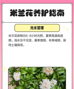 花卉米兰,养护技巧,新手入门指南 花卉米兰,养护技巧,新手入门指南