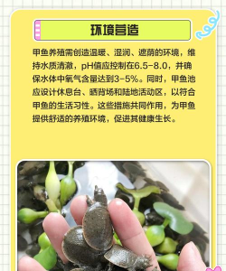 甲鱼室内养殖技术,掌握关键要点,实现高效养殖 甲鱼室内养殖技术,掌握关键要点,实现高效养殖
