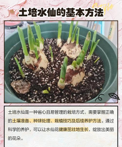 土水养花,新手入门,轻松掌握技巧 土水养花,新手入门,轻松掌握技巧