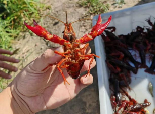 冬季小龙虾养殖技术,应对低温挑战,确保稳定收益 冬季小龙虾养殖技术,应对低温挑战,确保稳定收益