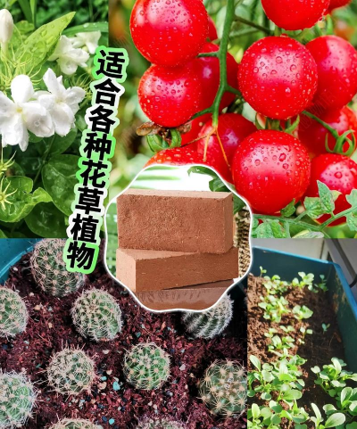 养花椰砖,轻松搞定,新手也能养好花 养花椰砖,轻松搞定,新手也能养好花