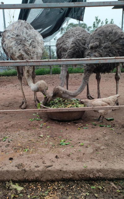 石家庄鸵鸟养殖基地,实地探访,分享养殖经验 石家庄鸵鸟养殖基地,实地探访,分享养殖经验